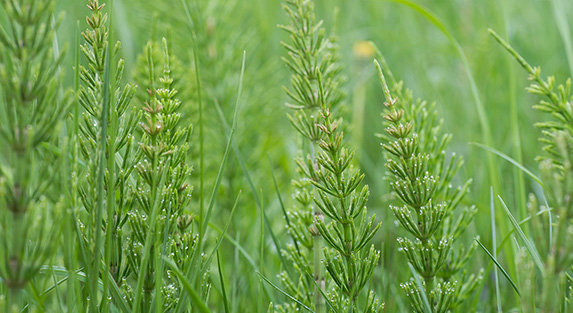 Horsetail