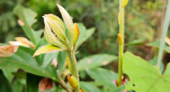 Lindera